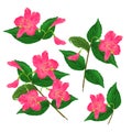 Spring pink flower decorative shrub Weigela Eva Supreme set on a white background vintage vector illustration editable