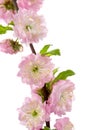 Spring pink flowering almond tree with fresh flower and leaves isolated on white background, close-up Royalty Free Stock Photo