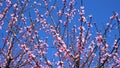 Spring pink flowering fruit tree against a sunny blue sky.