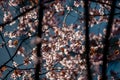 spring pink flowering tree on a background of blue sky Royalty Free Stock Photo