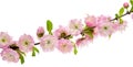 Spring pink flowers almond tree in bloom on branch with green leaves isolated on white background Royalty Free Stock Photo