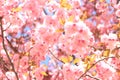 Blossoming Cherry Tree In Full Bloom, Sakura Flowers Royalty Free Stock Photo