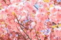 Blossoming Cherry Tree In Full Bloom, Sakura Flowers Royalty Free Stock Photo