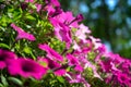 Spring pink flowers bloom in spring season. Royalty Free Stock Photo