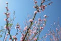 Spring Pink Flowers Blooming Peach Tree on Bright Blue Sky Background.Nature wallpaper Royalty Free Stock Photo