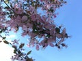 Spring pink flowers. Clear blue sky. Paradise natural wallpaper. Minimalism. Royalty Free Stock Photo