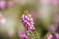 Spring pink flowers macro. Royalty Free Stock Photo