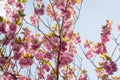 Spring pink flowers, Prunus Kanzan Kwanzan Cherry blossom