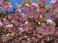 Spring Pink Kwanzan Cherry Blossoms in April