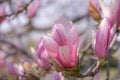 Spring pink magnolia flower with tree branches Royalty Free Stock Photo