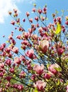 Spring. Pink magnolias bloom in the city parks. Large pink and fragrant flowers Royalty Free Stock Photo