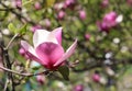 Spring. Pink magnolias bloom in the city parks. Large pink and fragrant flowers Royalty Free Stock Photo