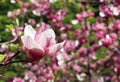 Spring. Pink magnolias bloom in the city parks. Large pink and fragrant flowers Royalty Free Stock Photo