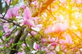 Spring. Pink magnolias bloom in the city parks. Large pink and fragrant flowers Royalty Free Stock Photo