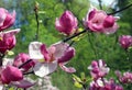 Spring. Pink magnolias bloom in the city parks. Large pink and fragrant flowers Royalty Free Stock Photo