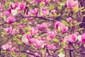 Spring. Pink magnolias bloom in the city parks. Large pink and fragrant flowers Royalty Free Stock Photo