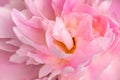 Spring pink peony flowers background shoot with a macro lens Royalty Free Stock Photo