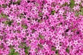 Spring pink Phlox flowers as ground cover in flower garden at FDR home