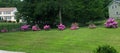 Spring Pink Rhododendrons on Green Grass