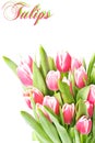 Spring pink tulip flowers Royalty Free Stock Photo