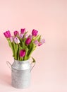 Spring pink tulips background  2 Royalty Free Stock Photo