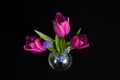 Spring pink tulips and blue flowers in a vase, on black background Royalty Free Stock Photo