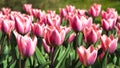 Spring pink and white tulips blooming with green stalk in a garden field in Amsterdam. Concept image for seasons Spring and Summer Royalty Free Stock Photo