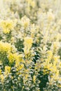 Spring plant field. Sunny nature vertical background