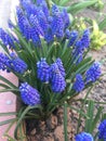 spring plant flower Muscari. Background purple flowers muscari with green leaves. Blue Muscari wildflower grows in the ground