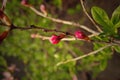 Spring plant with green leaves and pink flowers in close-up in the garden Royalty Free Stock Photo