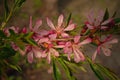 Spring plant with green leaves and pink flowers in close-up in the garden Royalty Free Stock Photo