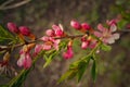 Spring plant with green leaves and pink flowers in close-up in the garden Royalty Free Stock Photo