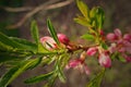 Spring plant with green leaves and pink flowers in close-up in the garden Royalty Free Stock Photo