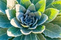 Spring plant, hairy plant with rosette of leaves, Verbascum thapsus, common mullein. Royalty Free Stock Photo