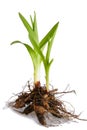 Spring Plant with Root Royalty Free Stock Photo