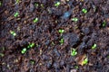 Spring plant seedlings appear from moist fertile soil. Royalty Free Stock Photo