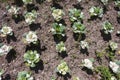 Spring planting of flowers on a city street, landscaping, a city flower bed with flowers