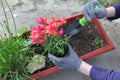 spring planting of plants in flower pots