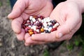 Spring - planting time for the harvest: multi-colored bean seeds in the palms, close-up