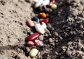 Spring is planting time for harvesting: multi-colored bean seeds are scattered on the ground, close-up