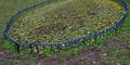 Spring planting of violets, bordered by a low fence of metallic gray fittings in the shape of an oval in the lawn. protection agai