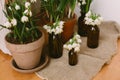 Spring plants in clay pots and flowers in glass bottles on rustic wood with textile. Hello spring Royalty Free Stock Photo