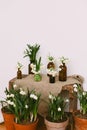 Spring plants in clay pots and flowers in glass bottles on rustic wood with textile. Hello spring Royalty Free Stock Photo