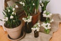 Spring plants in clay pots and flowers in glass bottles on rustic wood with textile. Hello spring Royalty Free Stock Photo