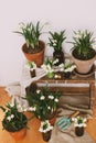 Spring plants in clay pots and flowers in glass bottles on rustic wood with textile. Hello spring Royalty Free Stock Photo