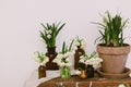 Spring plants in clay pots and flowers in glass bottles on rustic wood with textile. Hello spring Royalty Free Stock Photo