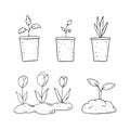 Spring plants in pots on a white background