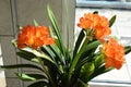 blight orange clivia lily Royalty Free Stock Photo