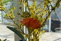 blight orange clivia lily in front of yellow bush flowers Royalty Free Stock Photo