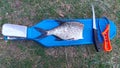 In spring, a plastic fish cleaning board with a clothespin is lying on the coastal grass, and a cleaned bream is lying on it. Near Royalty Free Stock Photo